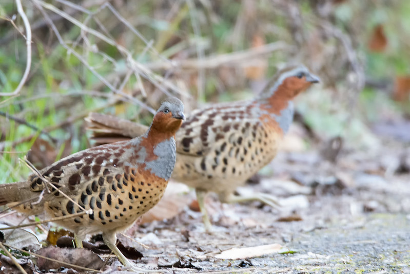呼んでおきながら姿を見せないコジュケイ
