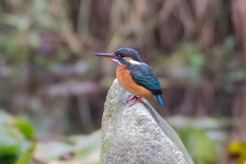 観音崎公園でカワセミ､ジョウビタキなど