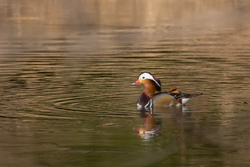 光が丘水辺公園のオシドリ