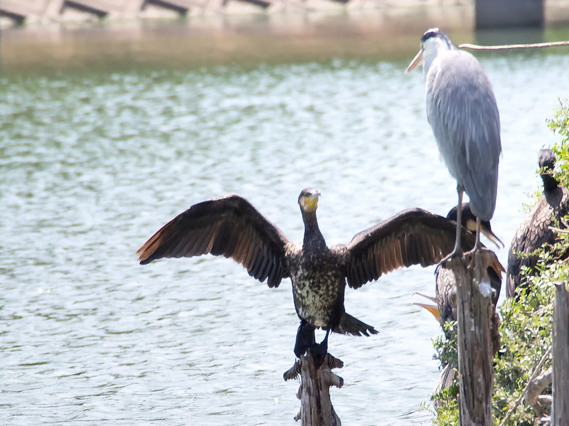 ミラーレス一眼で野鳥撮影を始めました