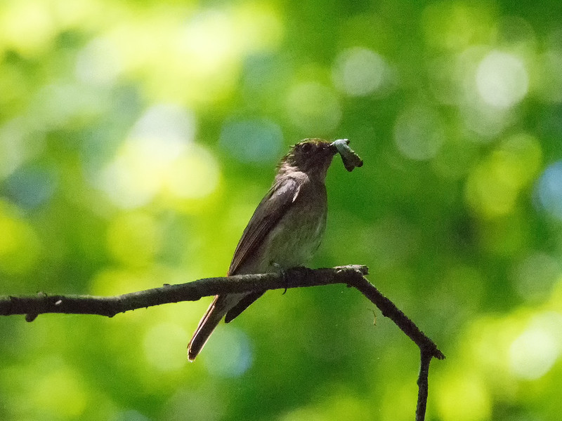 森戸川林道にてマニアな人たちに遭遇する