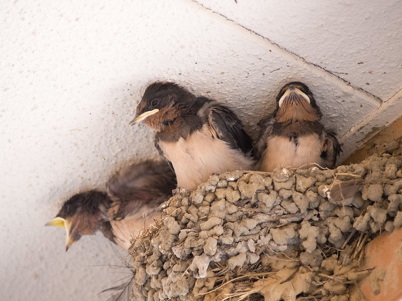 ツバメは今､子育てに忙しい