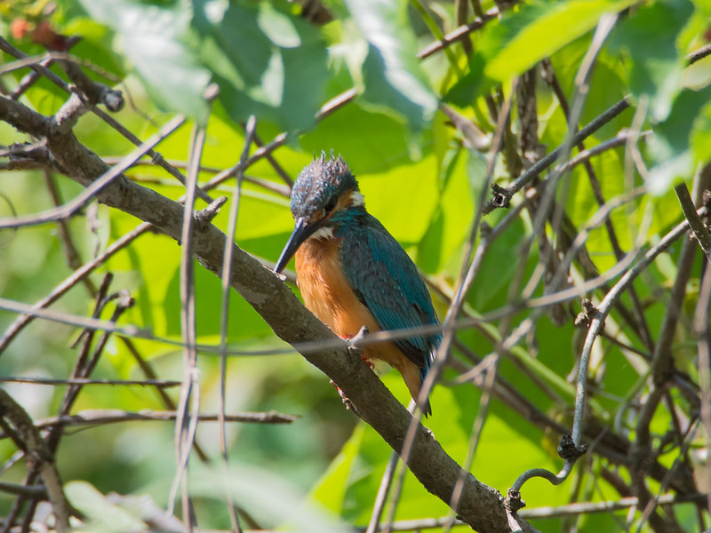 舞岡公園でカワセミに会う