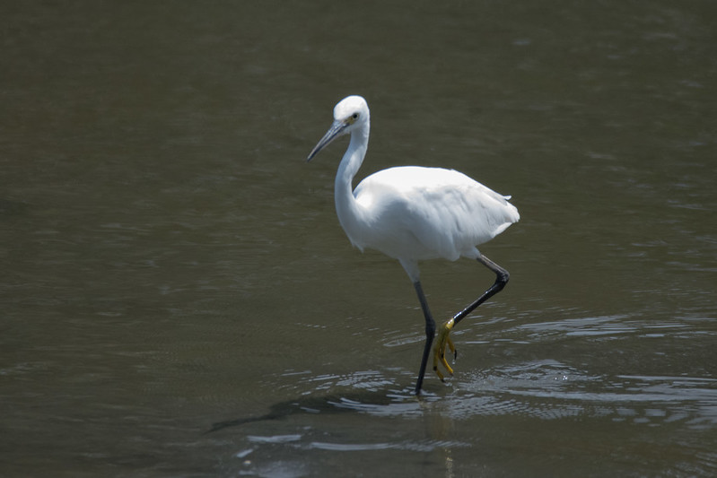 東京港野鳥公園は野鳥の楽園だった