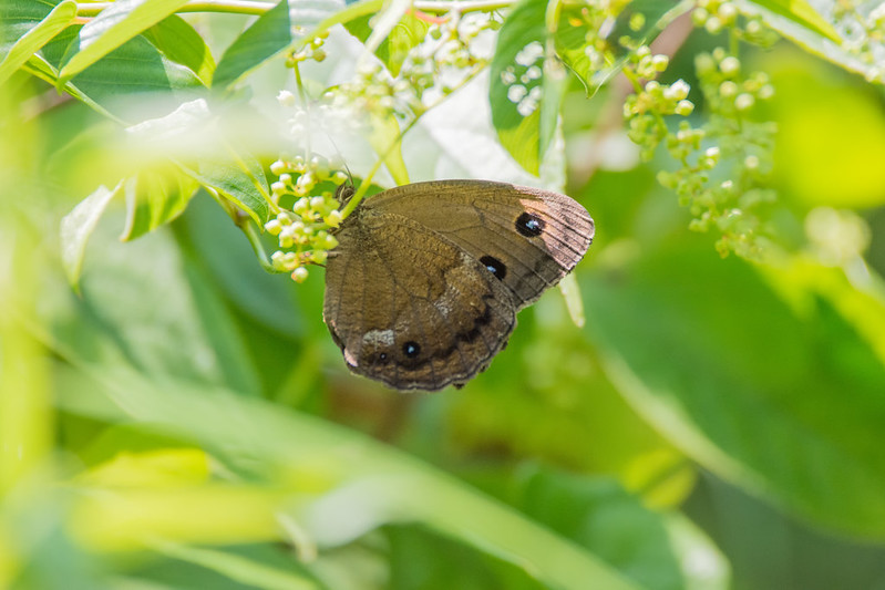 新しいカメラとレンズを手にしてニヤニヤ