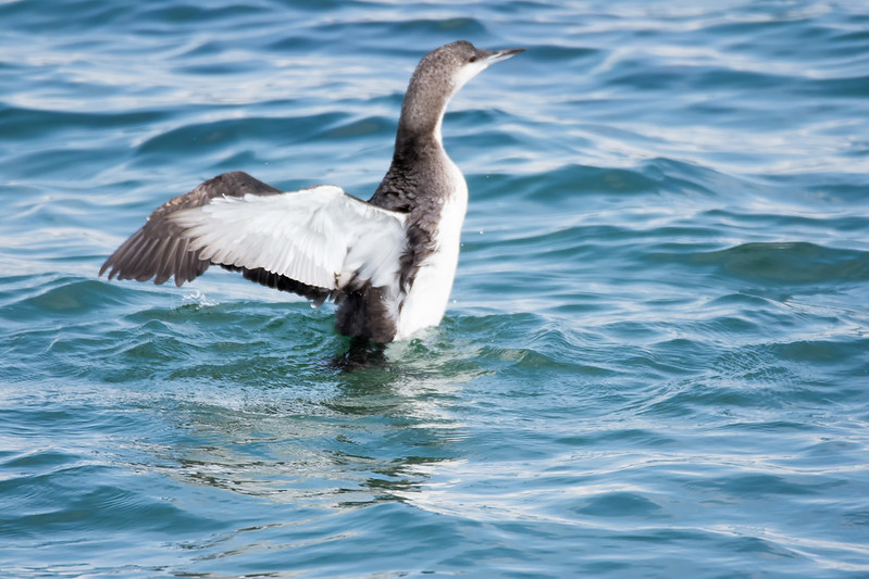 オオハムがいると聞いて長井へ