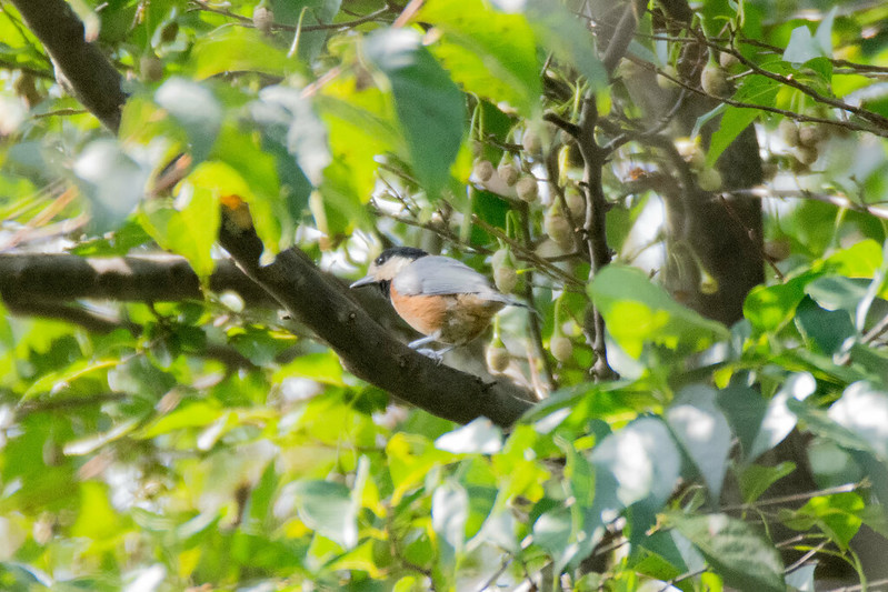 タカの渡りは不発だった