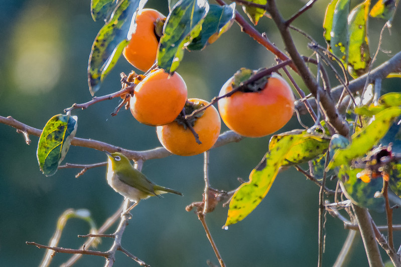 源氏山公園と衣笠山公園
