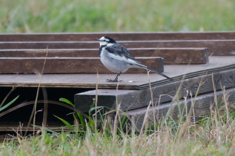 湘南国際村から子安の里､久留和海岸へ
