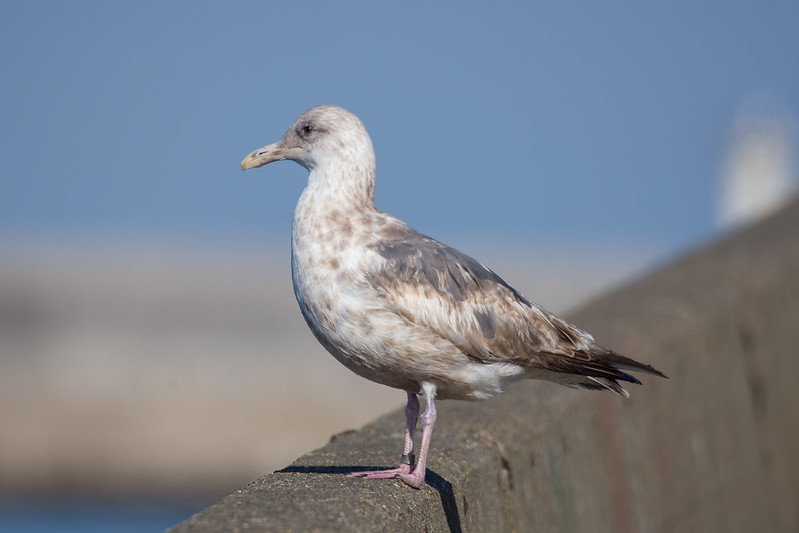 銚子漁港へカモメを見に行く