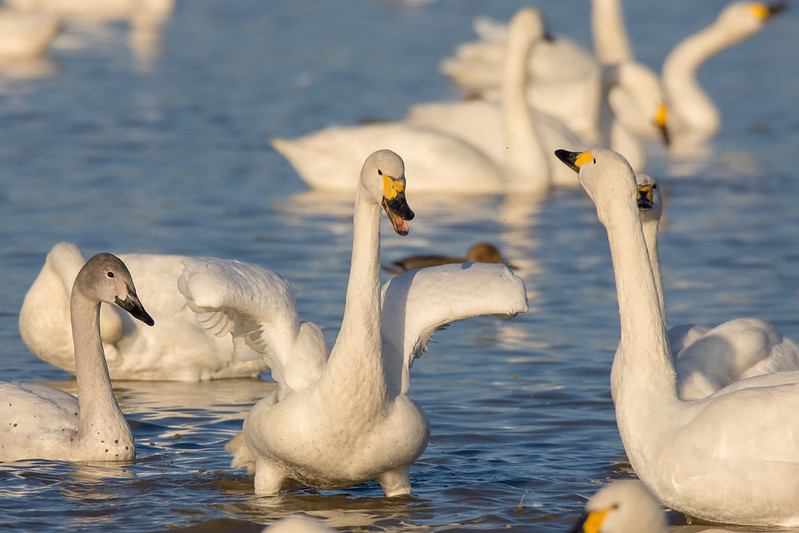 本埜｢白鳥の郷｣